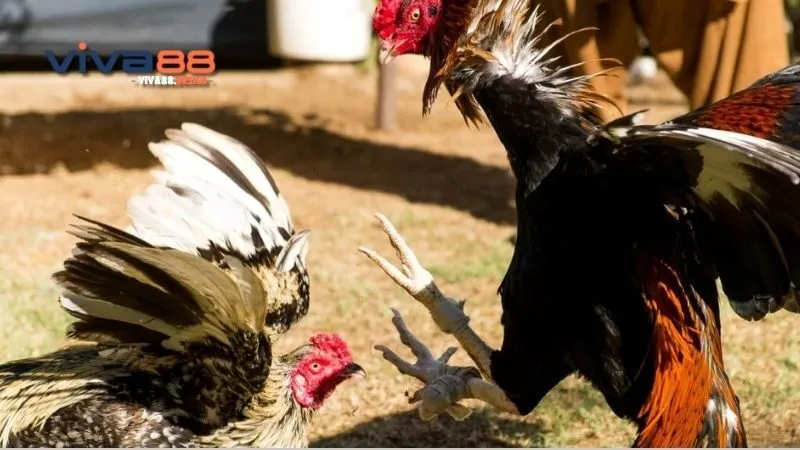 da-ga-asil-cua-sat-huong-dan