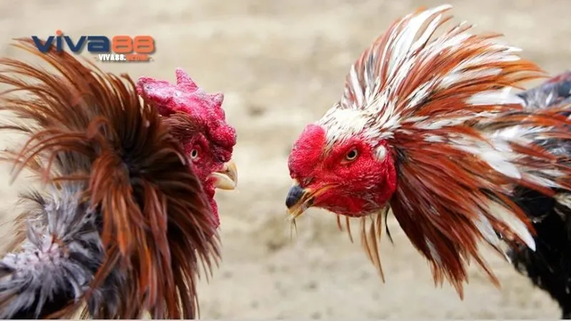 da-ga-cuban-rac-huong-dan